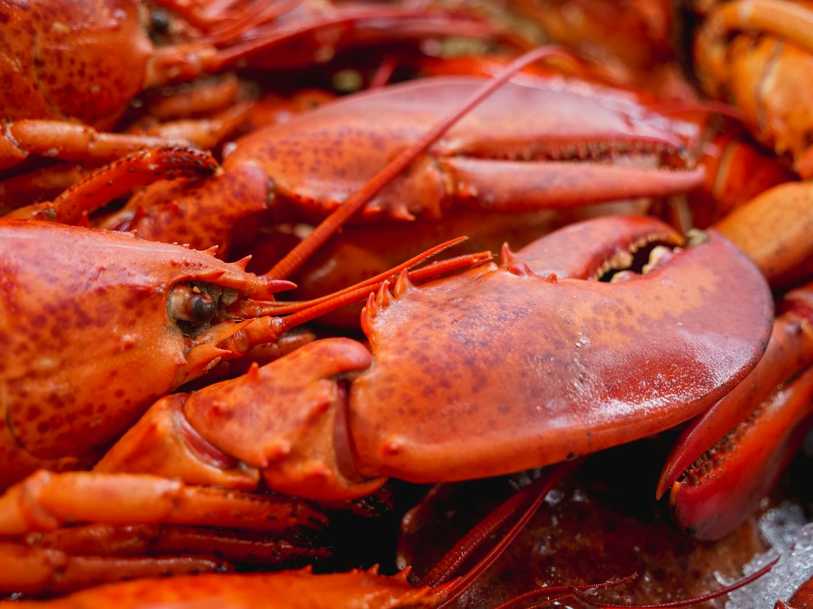 Red Lobster on White Ceramic Plate